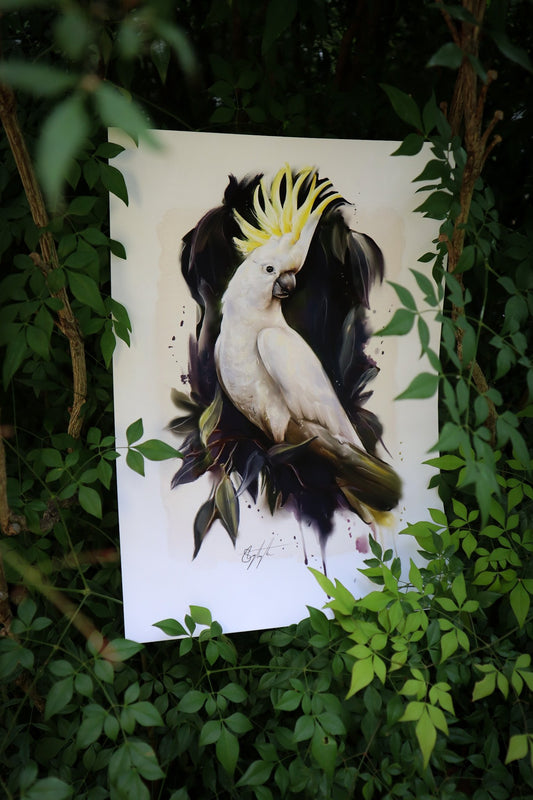 Sulphur Crested Cockatoo Guide