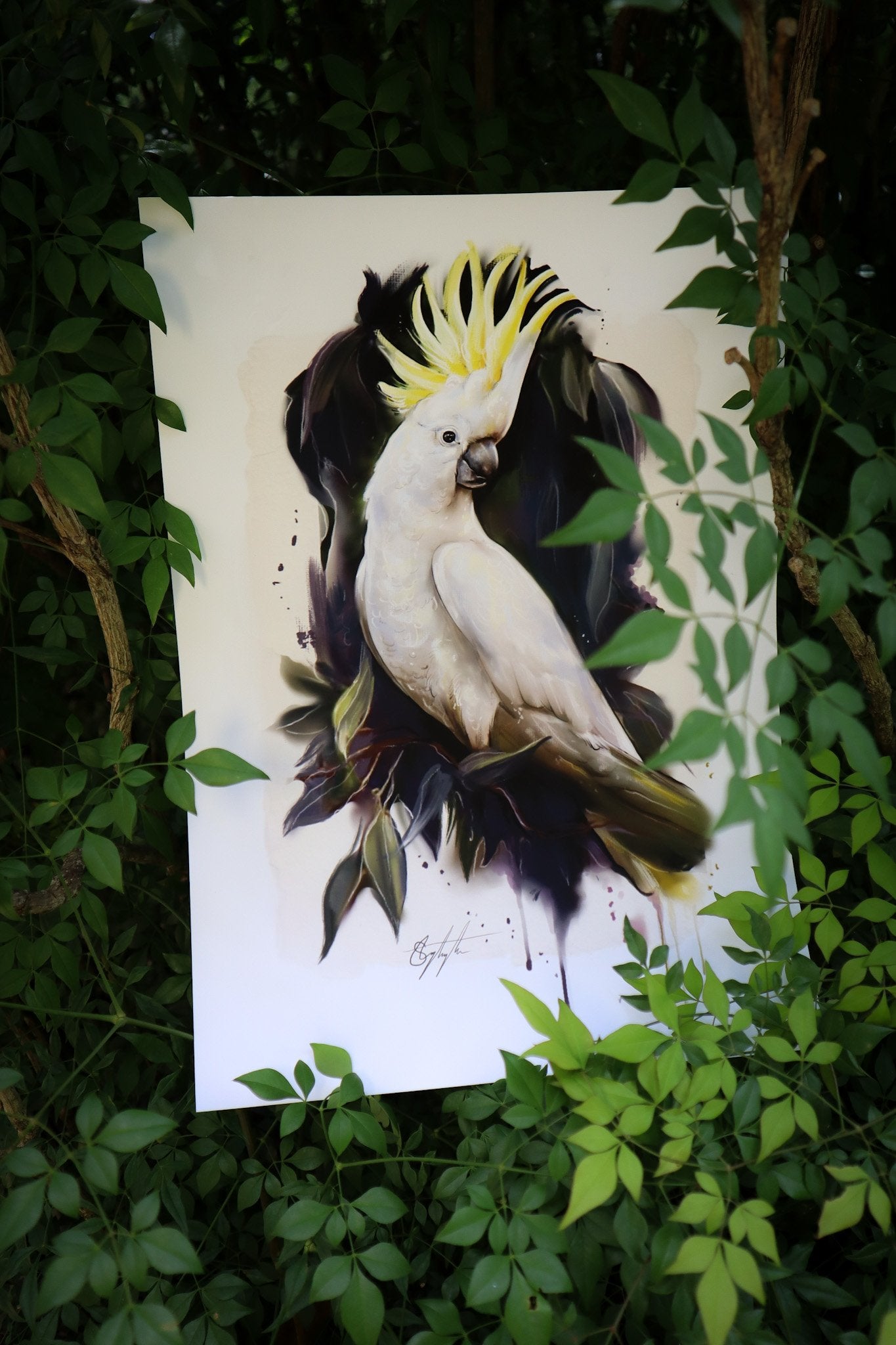 Sulphur Crested Cockatoo Guide