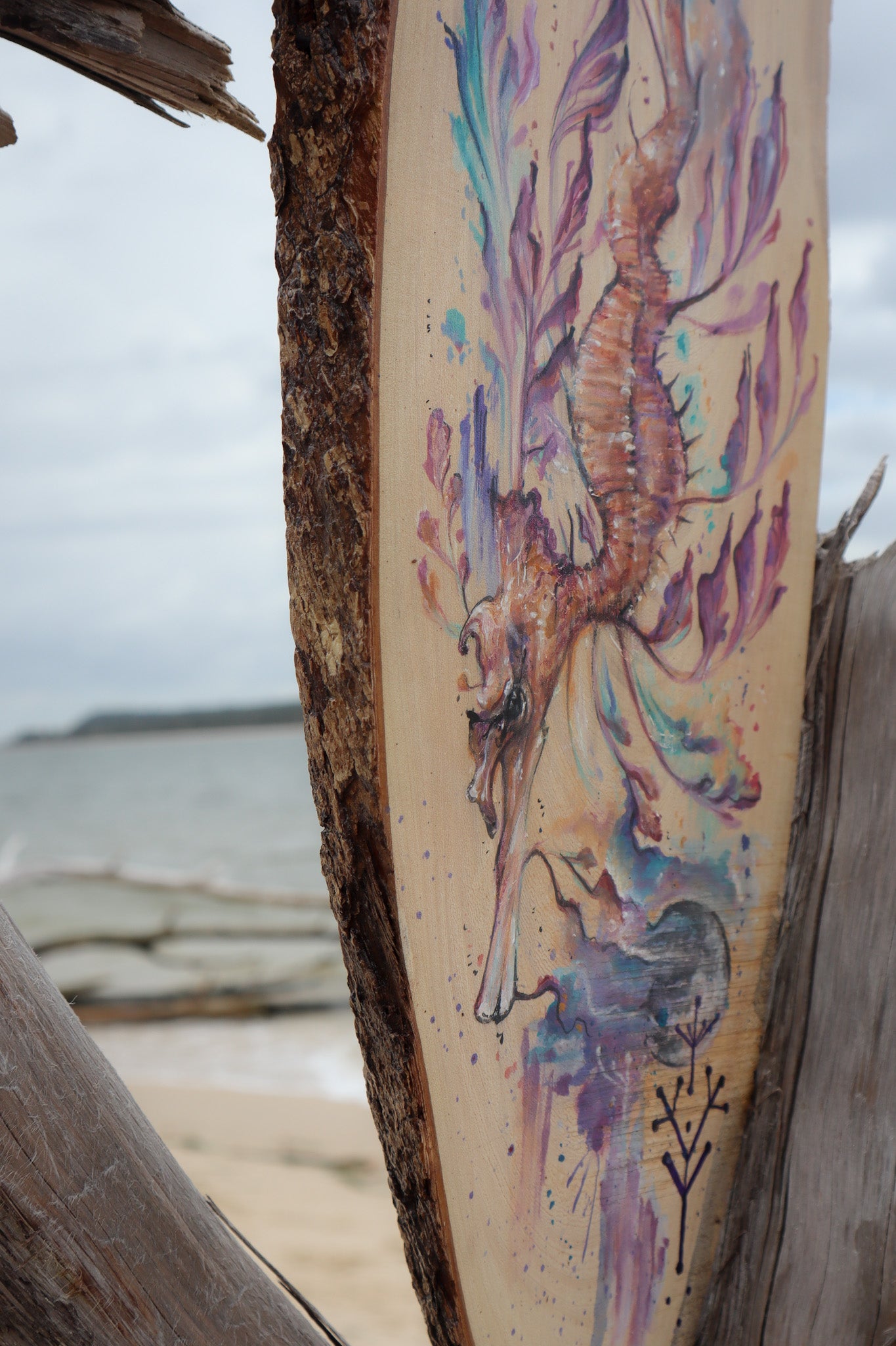Leafy Sea Dragon Guide on timber