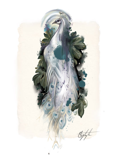 White Peacock